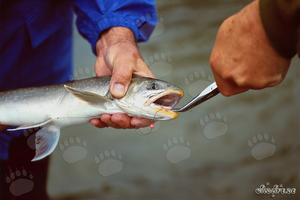 Pescador captura una trucha ártica en la naturaleza salvaje de Alaska