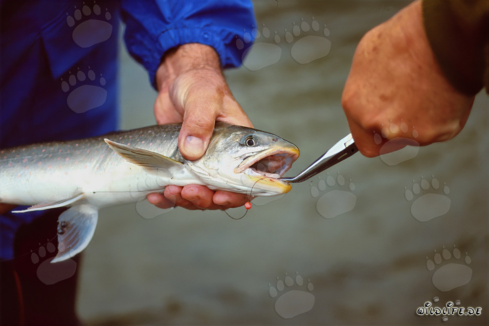 Pescatore cattura una trota artica nella natura selvaggia dell'Alaska