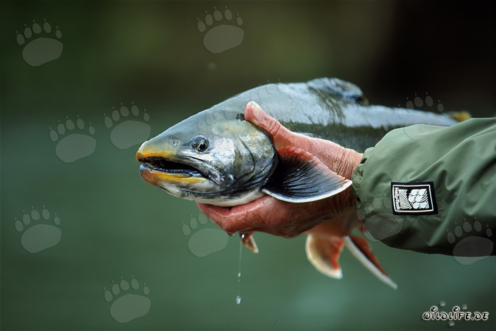 Fisherman catches Arctic Char