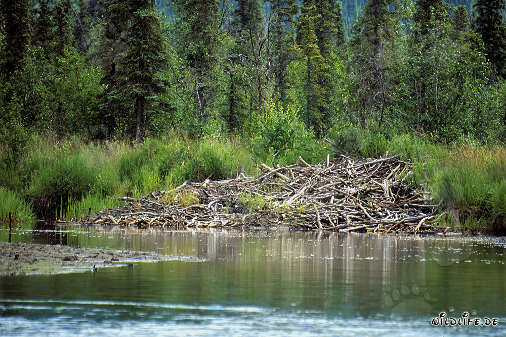 Fascinating Beaver Lodge on the Picturesque Riverbank