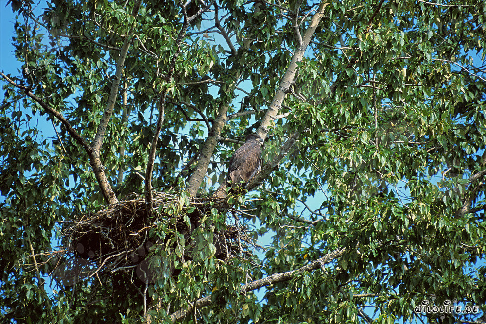 Imponente nido de águila calva en Alaska