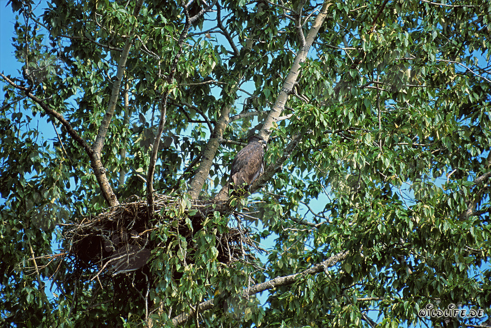 Weißkopf Seeadler
