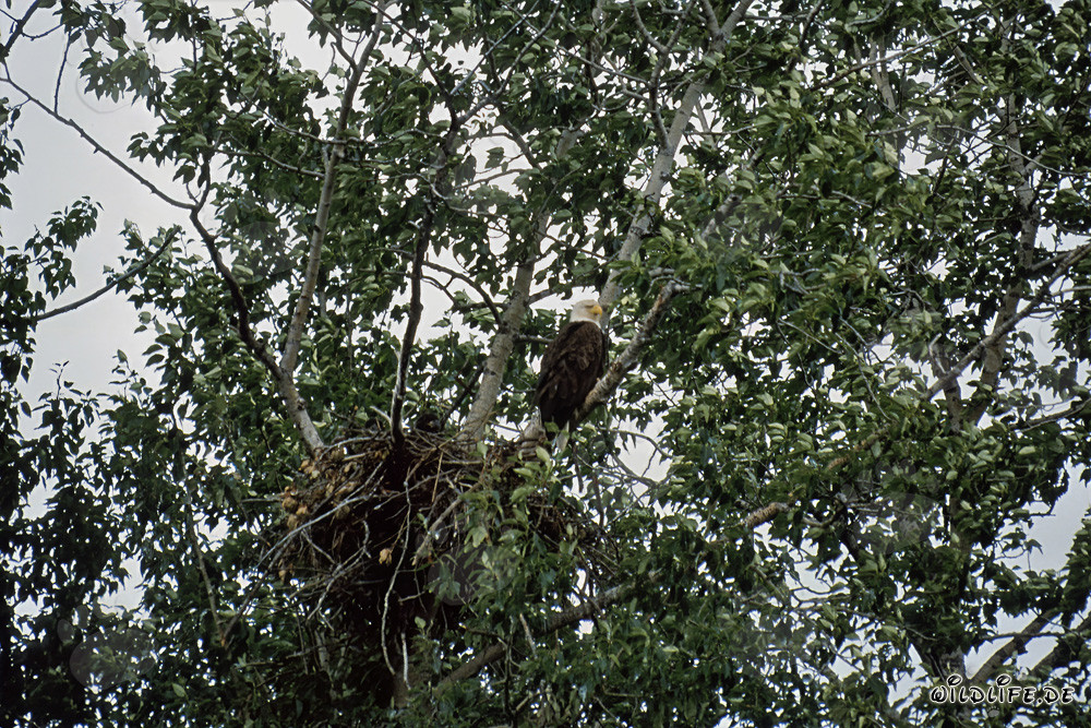 majestic Bald Eagles eyrie in the wild Katmai backcountry in Alaska