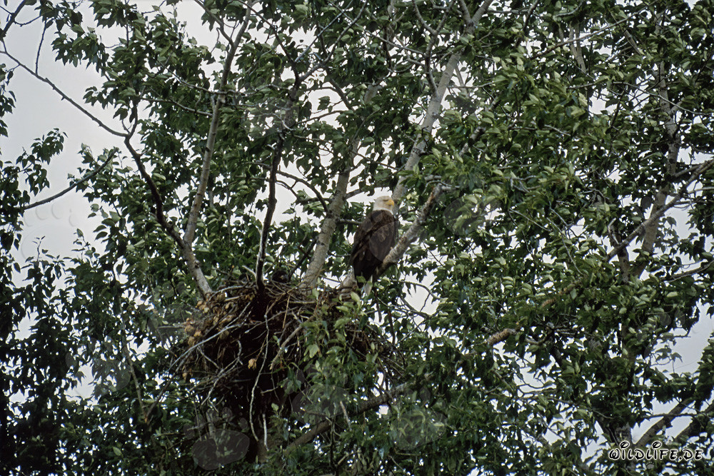 Weißkopf Seeadler