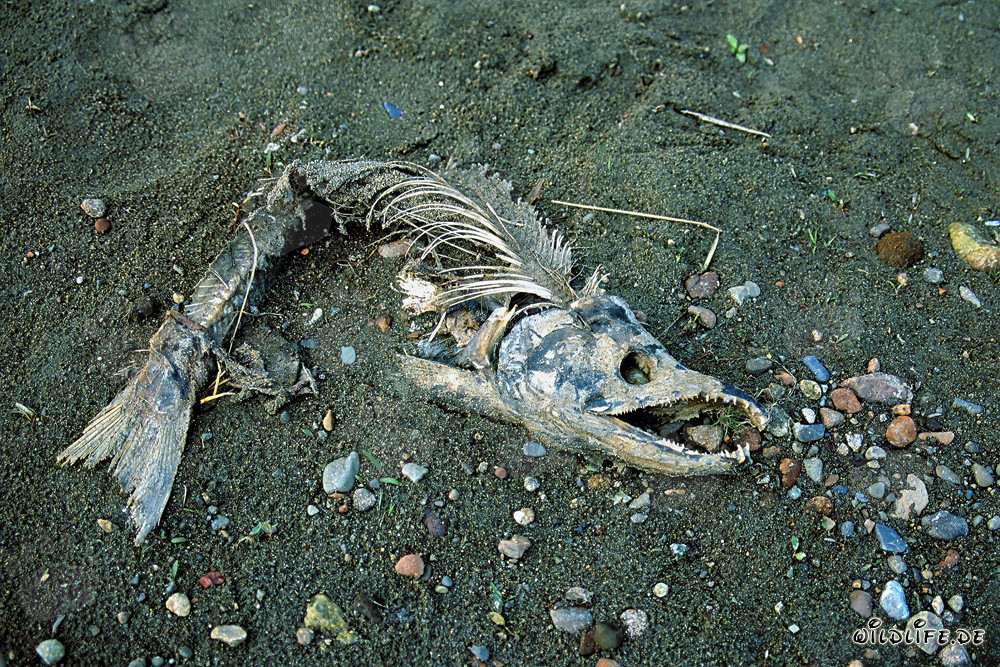 The end of the salmon run