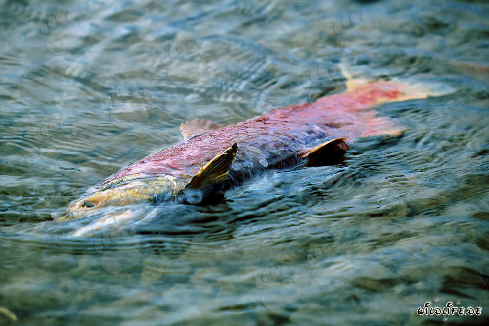 Salmón rojo muerto en el lago Coville, Katmai - Alaska
