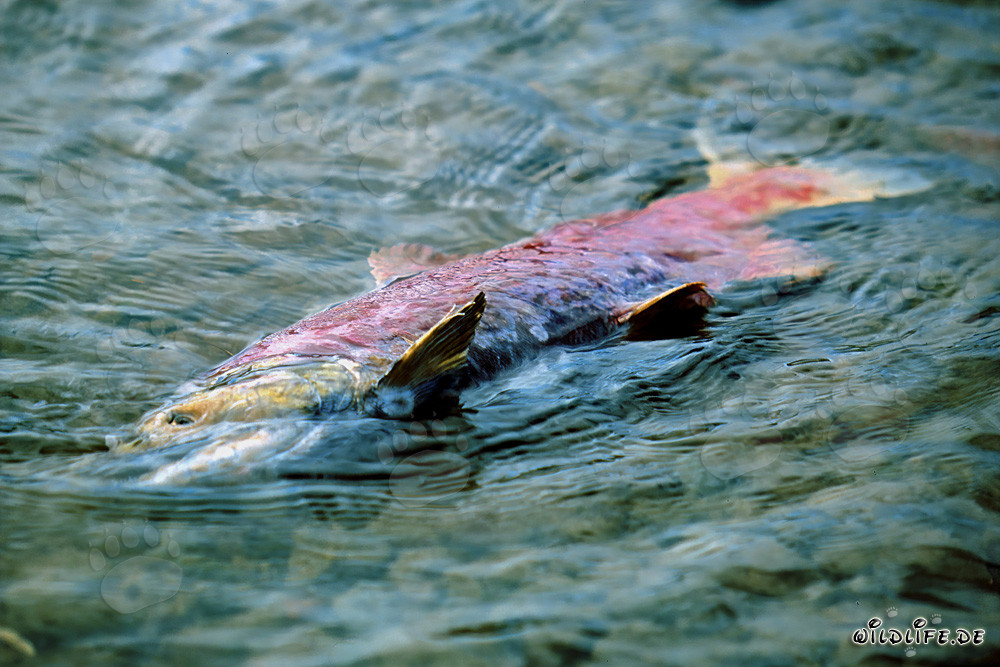 Salmone rosso morto nel lago Coville, Katmai - Alaska