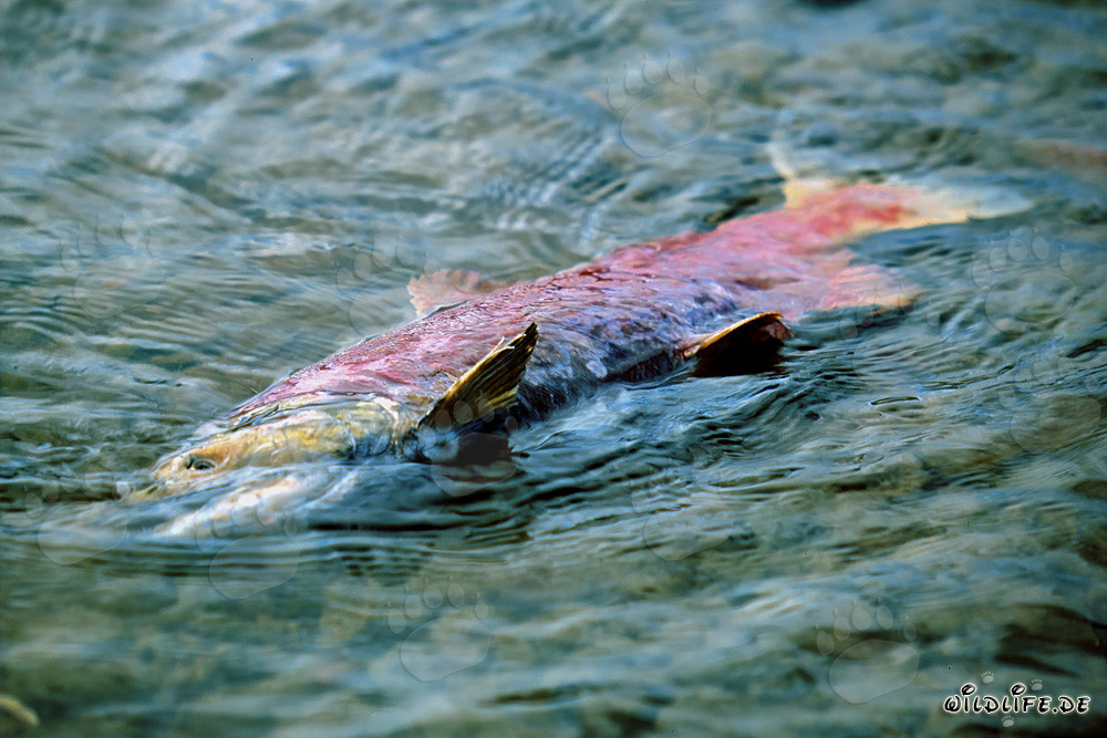 Saumon rouge mort dans le lac Coville, Katmai - Alaska