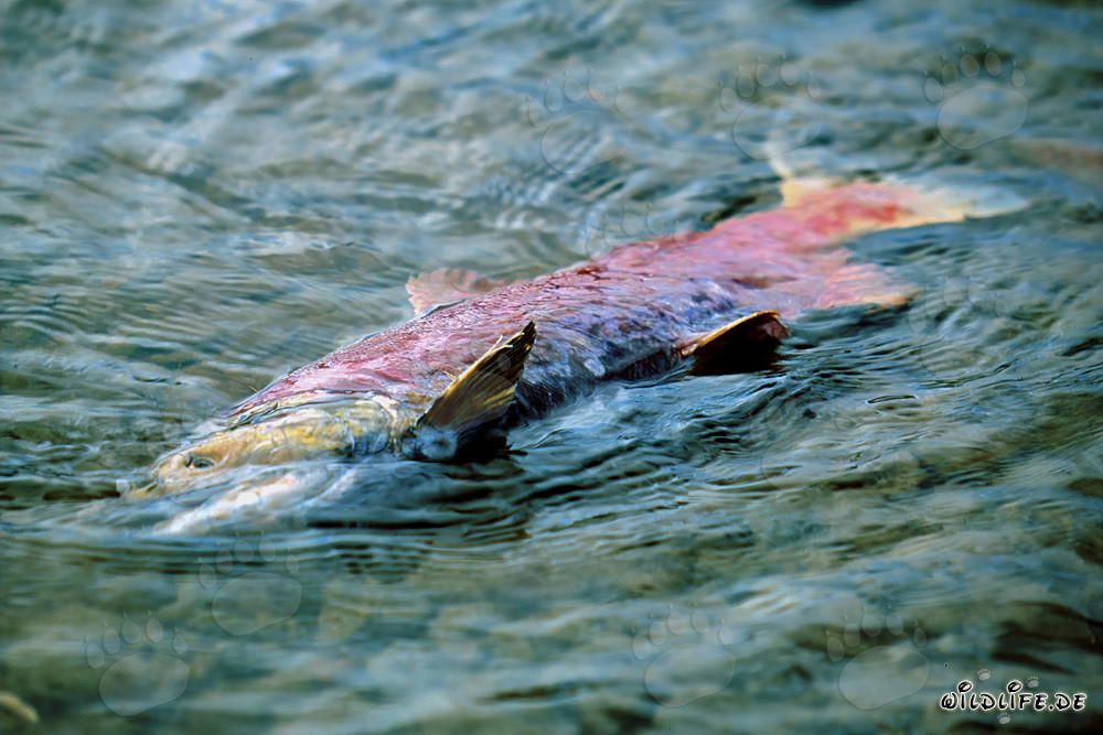 Toter Rotlachs im Lake Coville, Katmai - Alaska