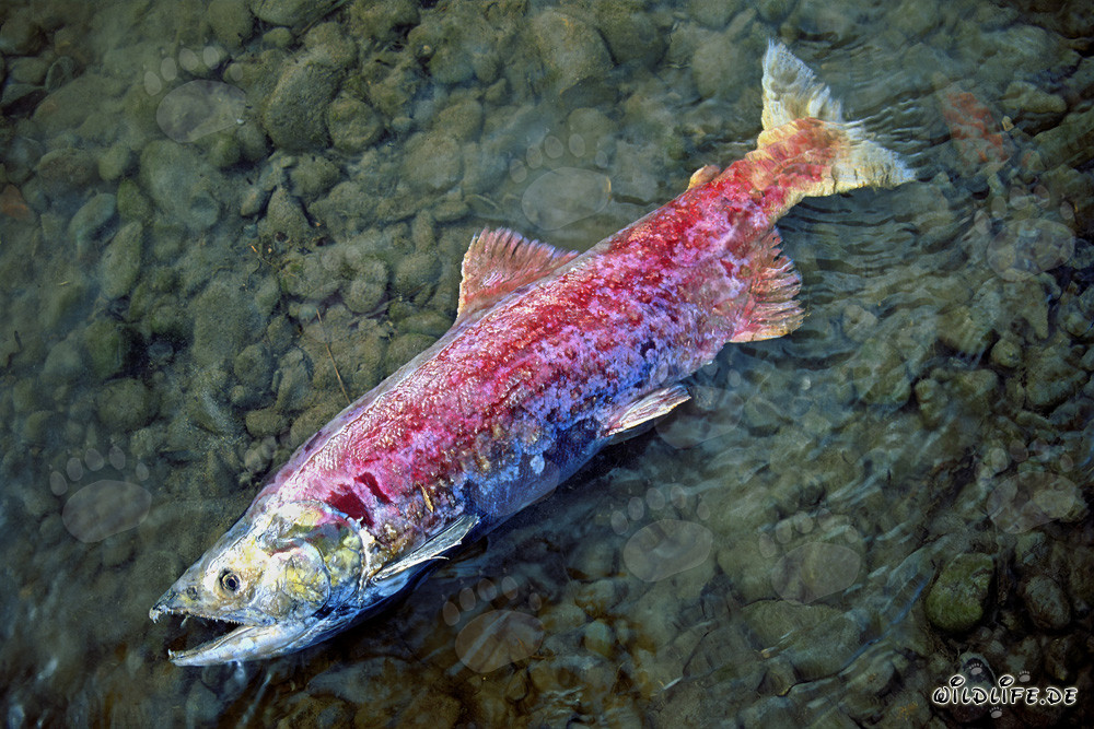 The End of the Salmon Run