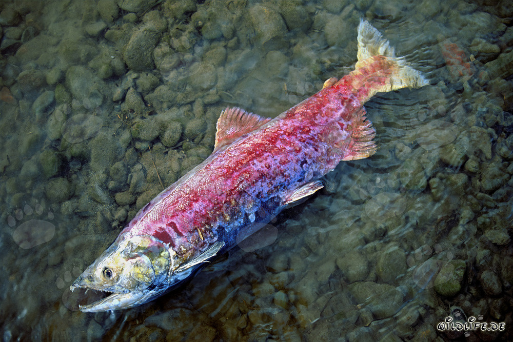 La fine della migrazione del salmone