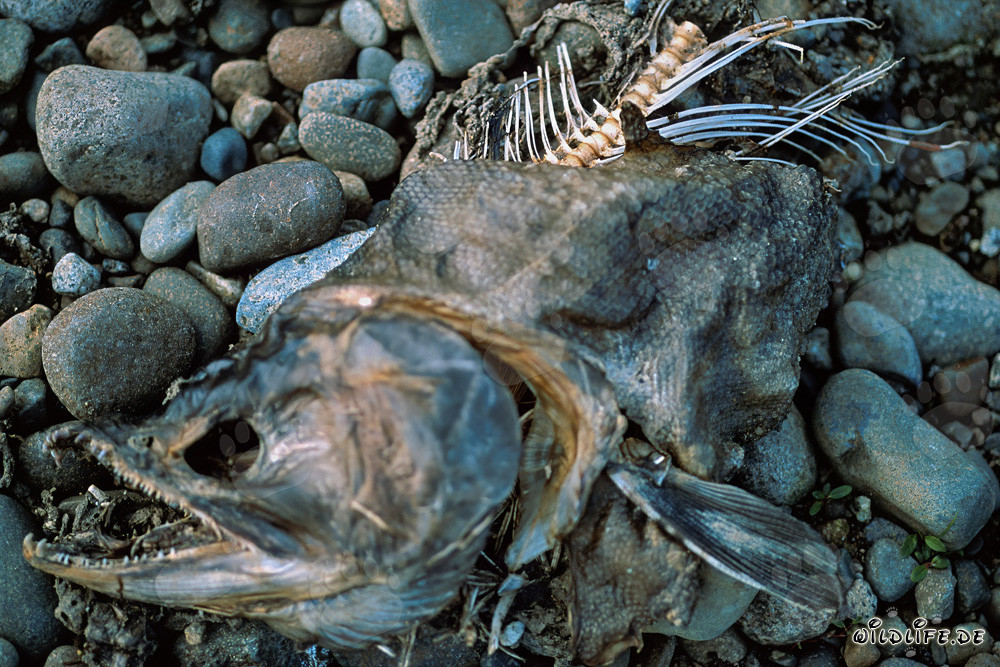 The tragic farewell of a once magnificent red salmon
