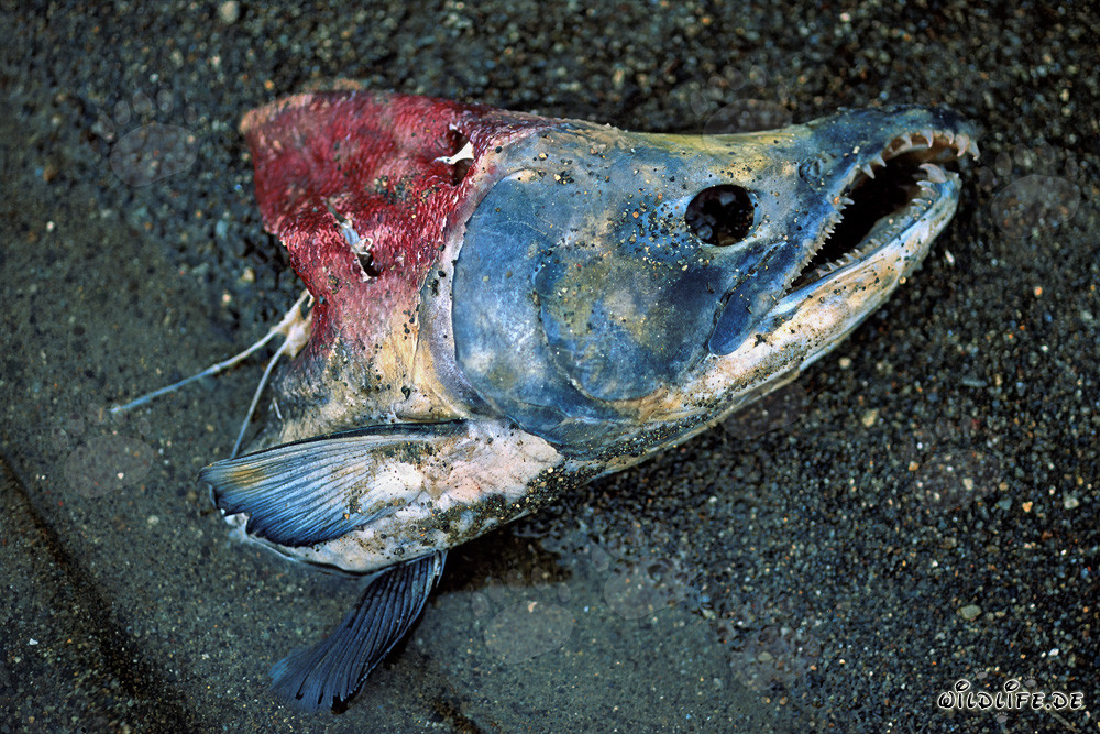 Der letzte Weg eines majestätischen Sockeye-Lachses