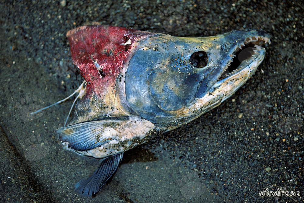 The final journey of a majestic Sockeye Salmon