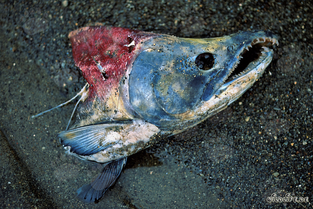 Le dernier voyage d'un majestueux saumon rouge Sockeye