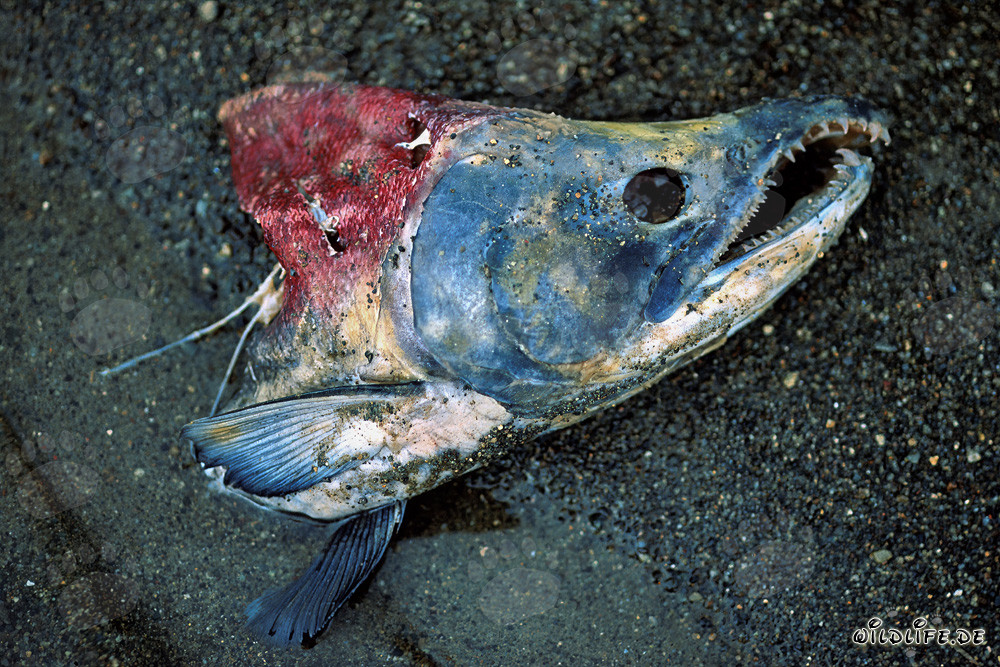 El último viaje de un majestuoso salmón rojo Sockeye