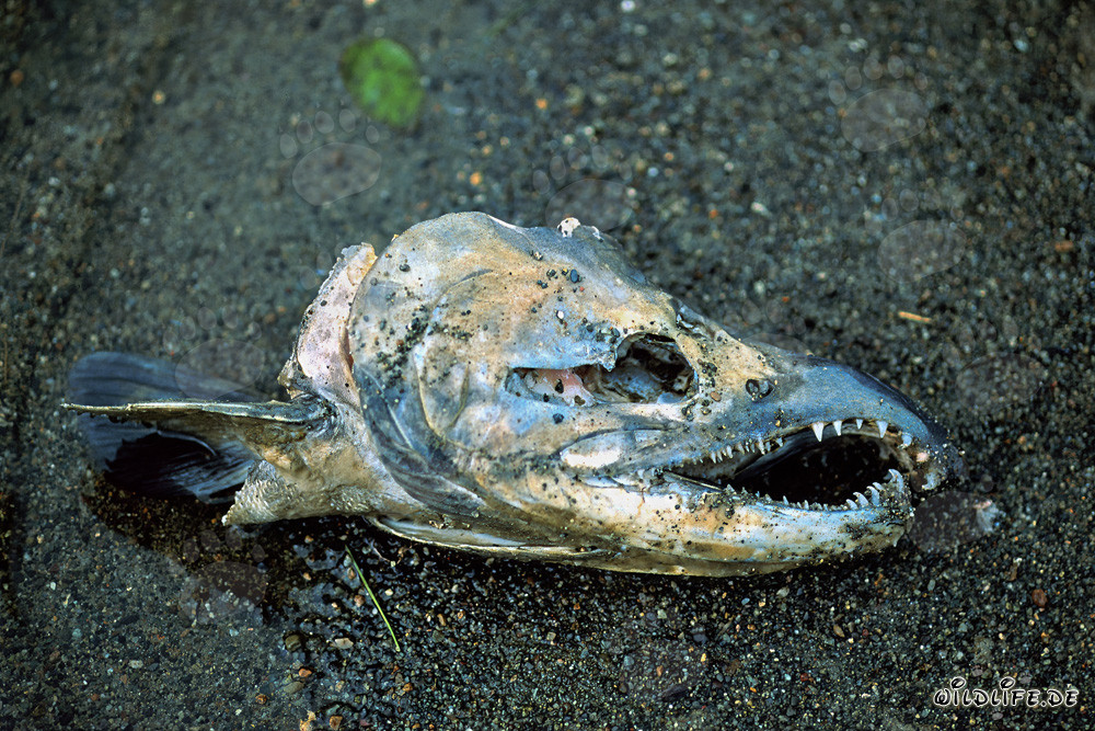 The impressive journey of a Sockeye Salmon in the Katmai backcountry