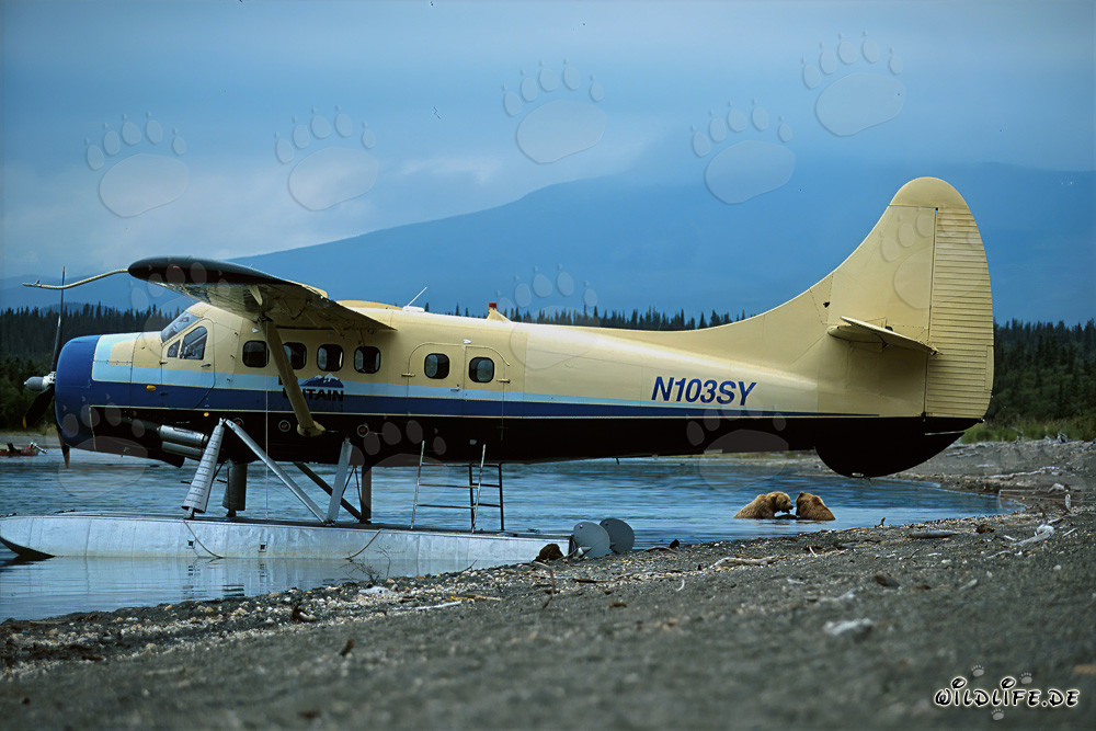 Spielerische Braunbären am Wasserflugzeug in Alaska