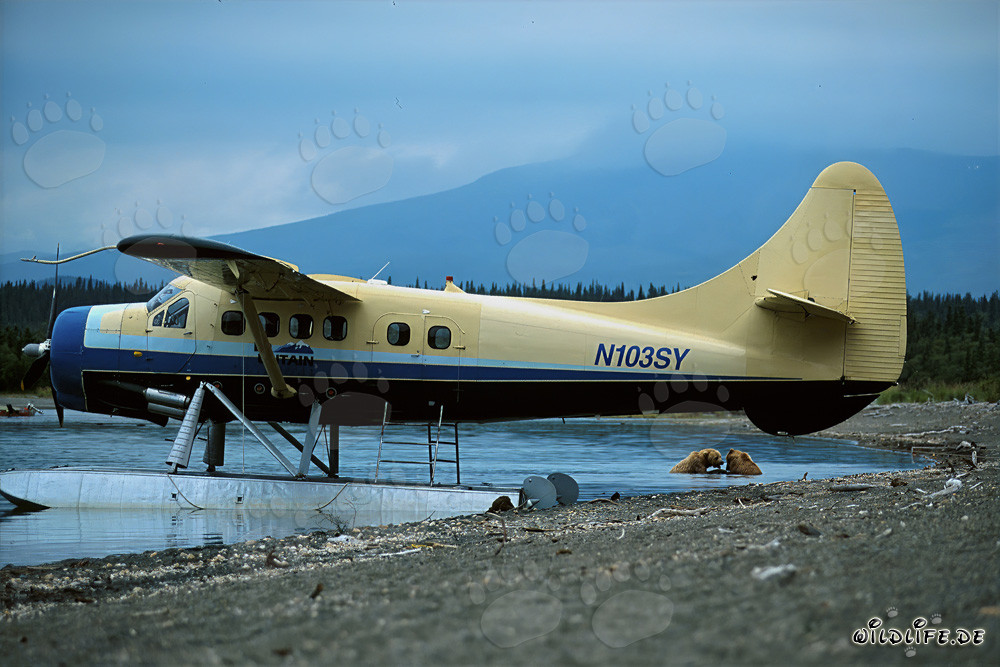 Playful bears at the Floatplane in Alaska