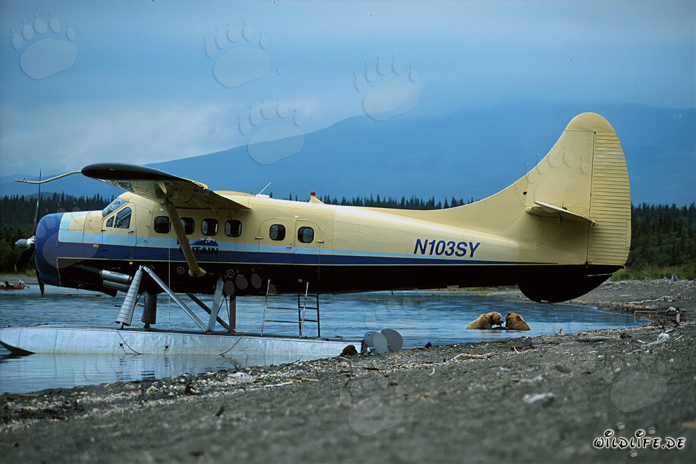Orsi bruni giocosi vicino all'idrovolante in Alaska