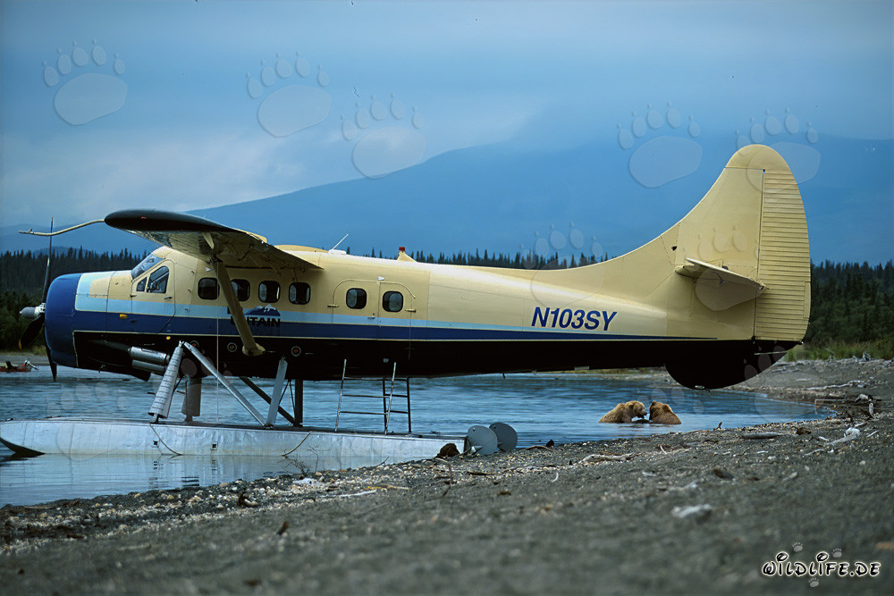 Osos pardos juguetones cerca de la hidroavión en Alaska