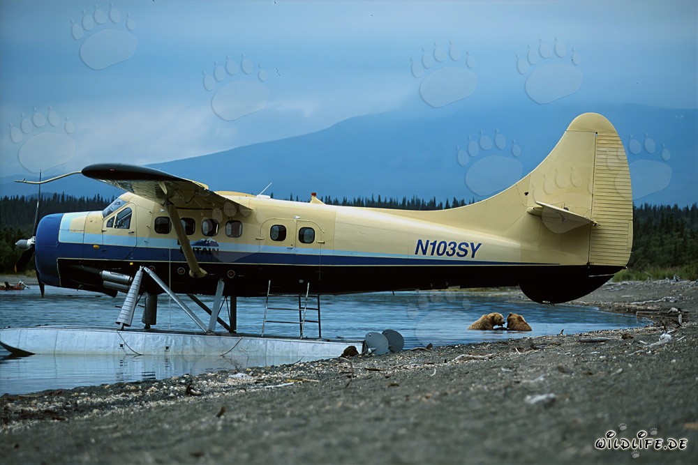 Ours bruns ludiques près de l'hydravion en Alaska