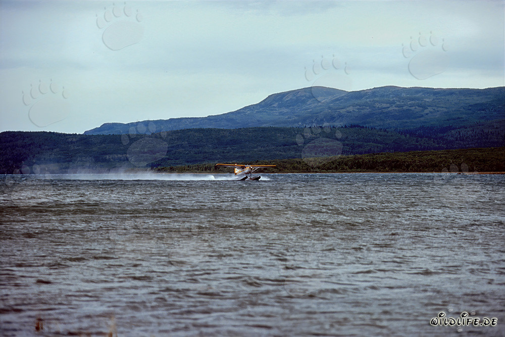 Hydravion sur la rivière Brooks dans le parc national reculé de Katmai en Alaska