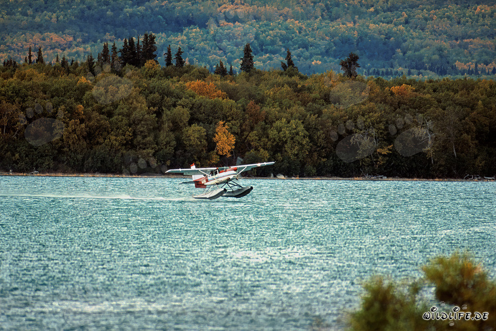 Avión de bush aterriza en el río Brooks en Alaska