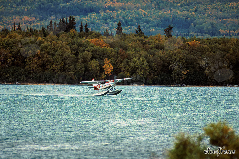 Buschflugzeug landet am Brooks River in Alaska