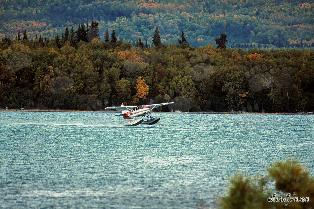Bush plane lands on the Brooks River in Alaska