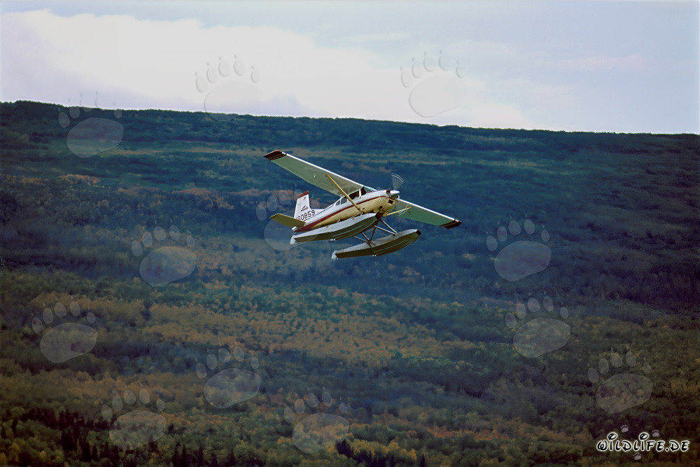 Buschflugzeug in Alaska über dem Brooks River