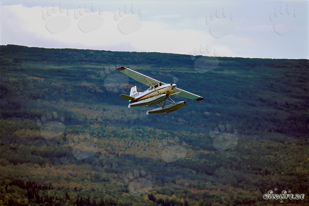 Bush plane in Alaska above the Brooks River