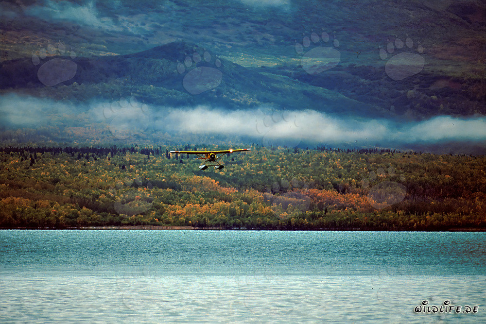 Avion brousse en Alaska au-dessus de la rivière Brooks