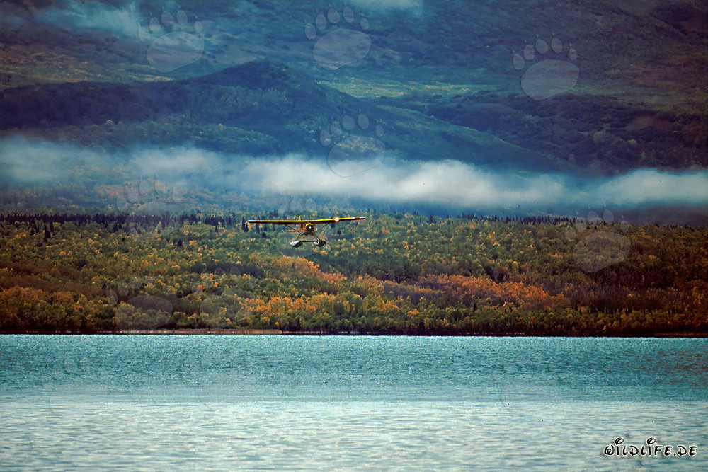 Buschflugzeug in Alaska über dem Brooks River
