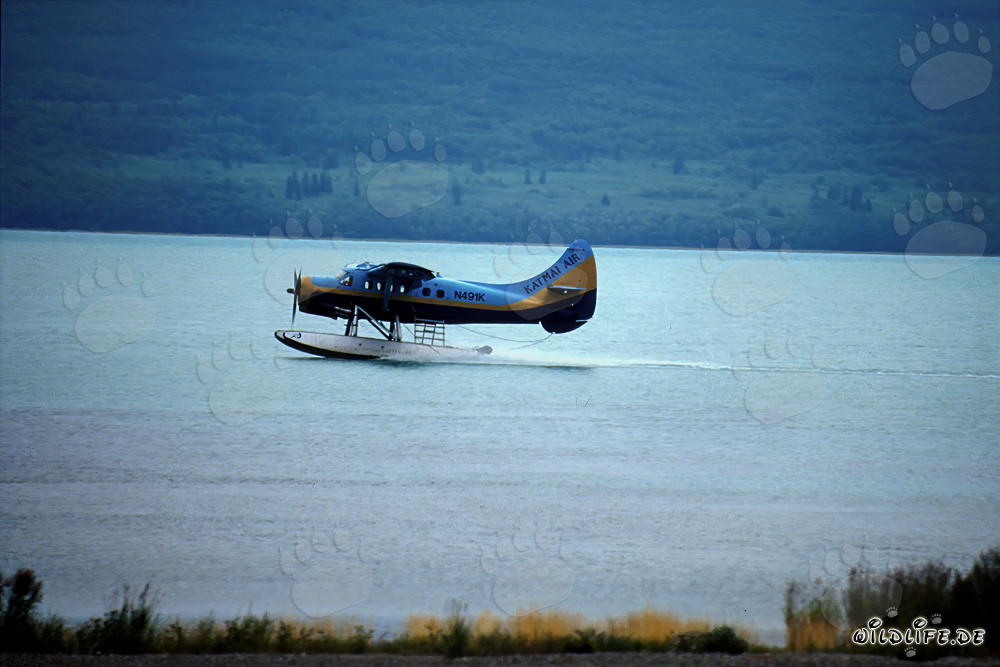 Water Plane in Alaska at Brooks River