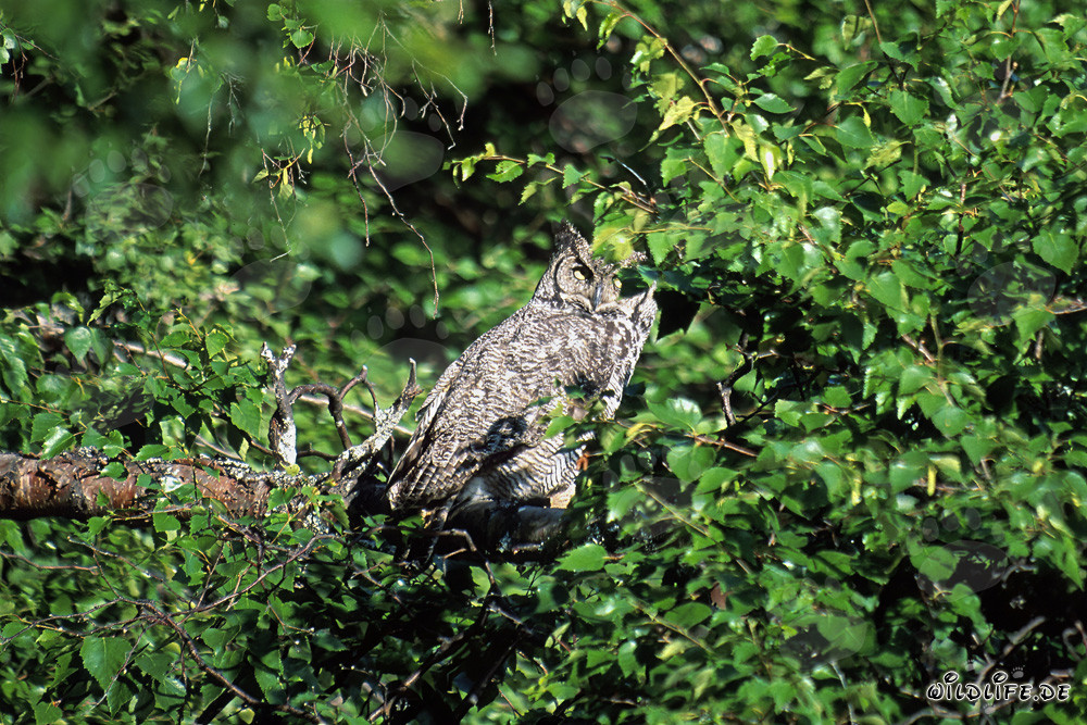 Great Horned Owl spotted at Lake Coville in Alaska