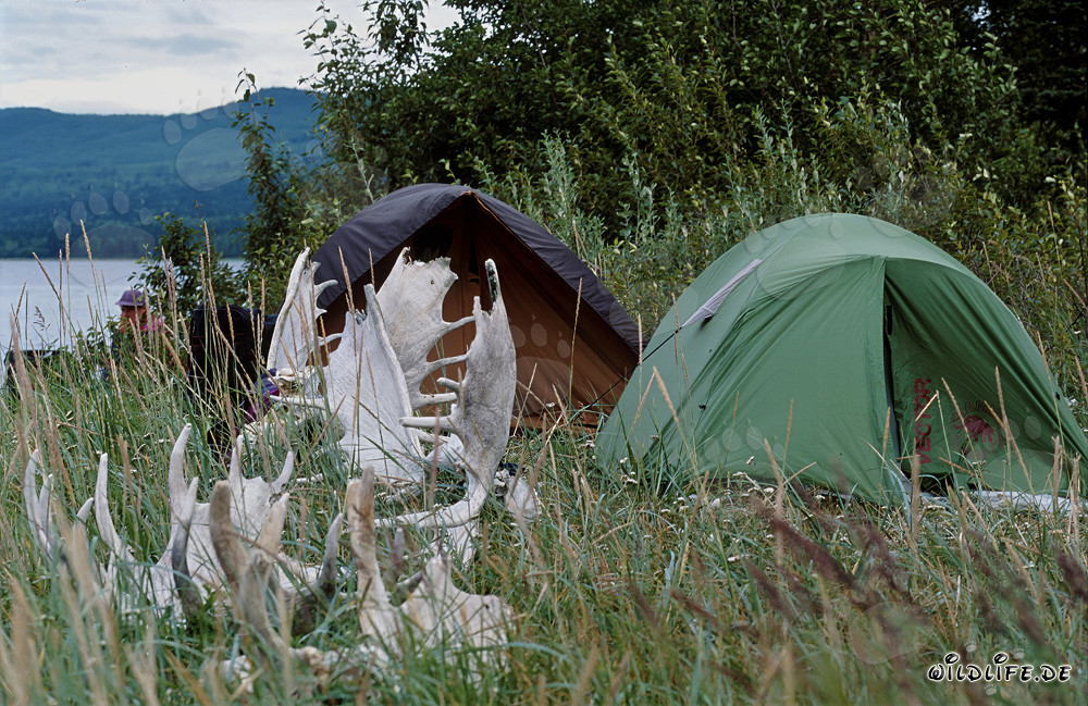 Camping au pittoresque lac Coville dans la nature préservée de l'Alaska