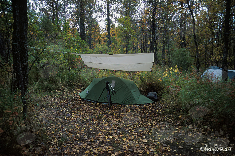Encuentro con osos en el camping Brooks
