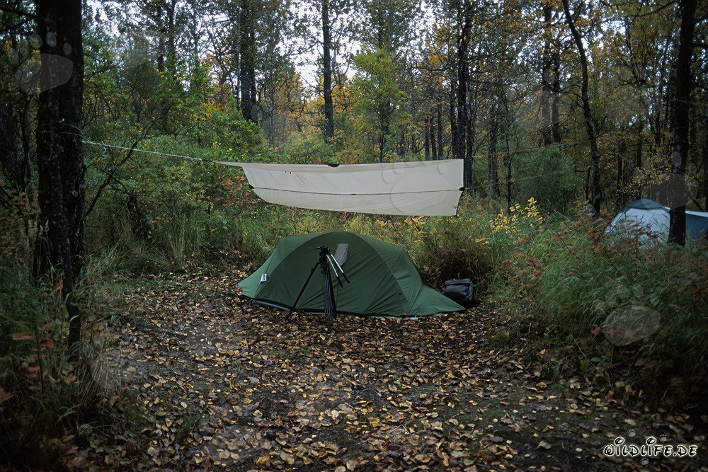 Rencontre avec des ours au camping Brooks