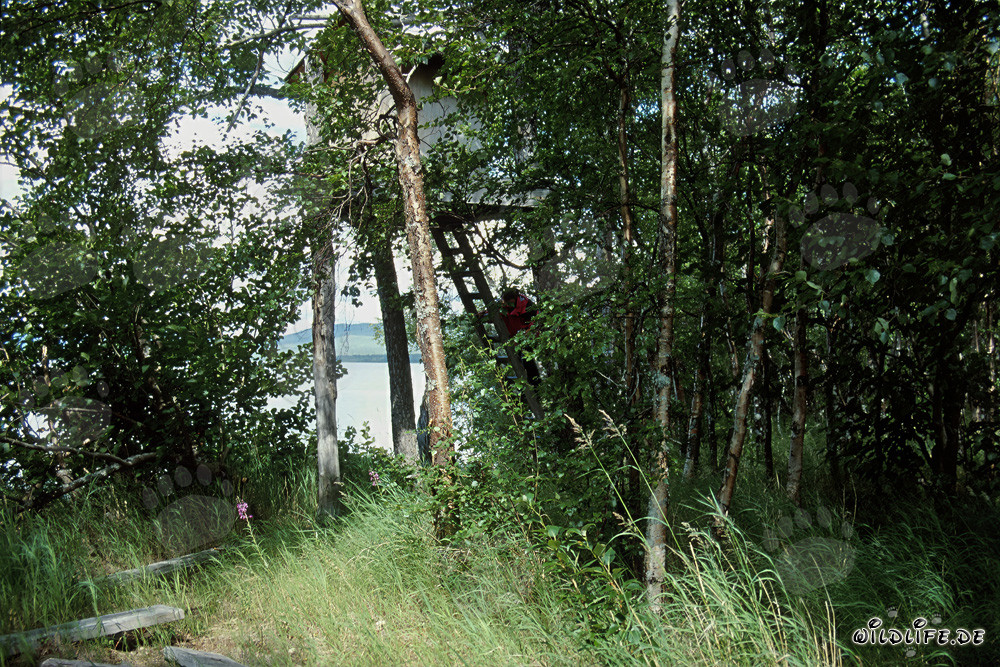 Food depository at Lake Coville in Alaska