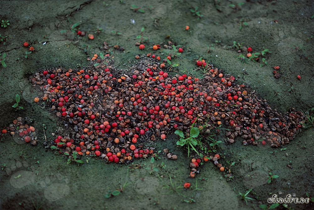 Decorative Brown Bear Excrement Found in Autumn