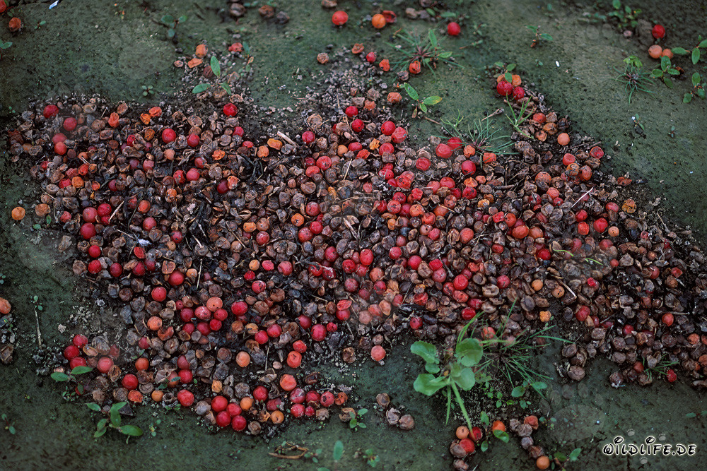 Braunbär Losung mit unverdauten roten Beeren