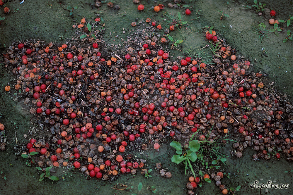 Brown Bear Excrement with Undigested Red Berries