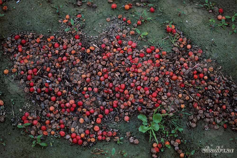 Escrementi di orso bruno con bacche rosse non digerite