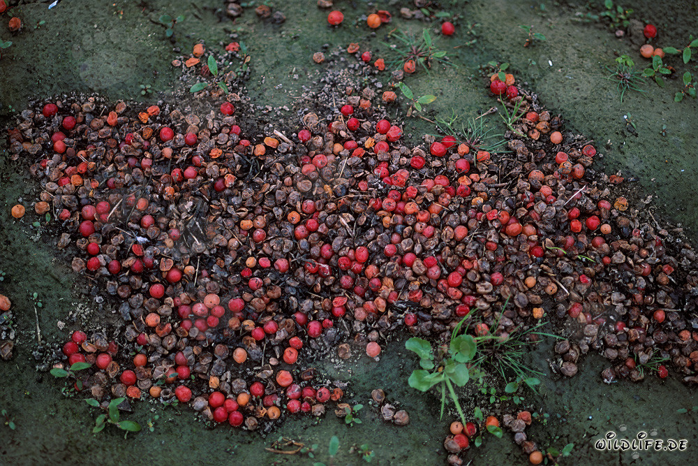 Excrementos de oso pardo con bayas rojas no digeridas