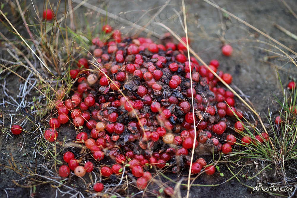Brown Bear Excrement discovered in the Autumn Forest