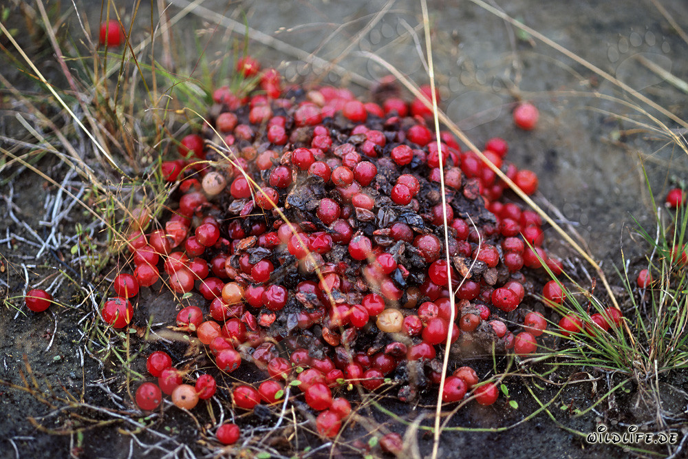 Excrementos de oso pardo encontrados en el bosque de otoño