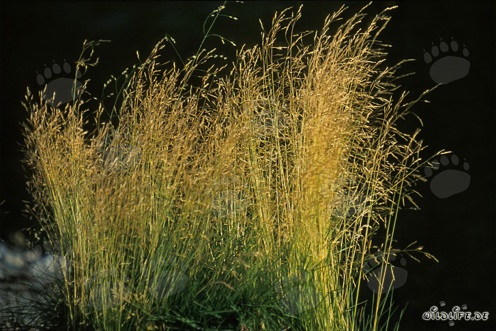 Grass in the enchanting evening light at Lake Coville/Katmai backcountry in Alaska