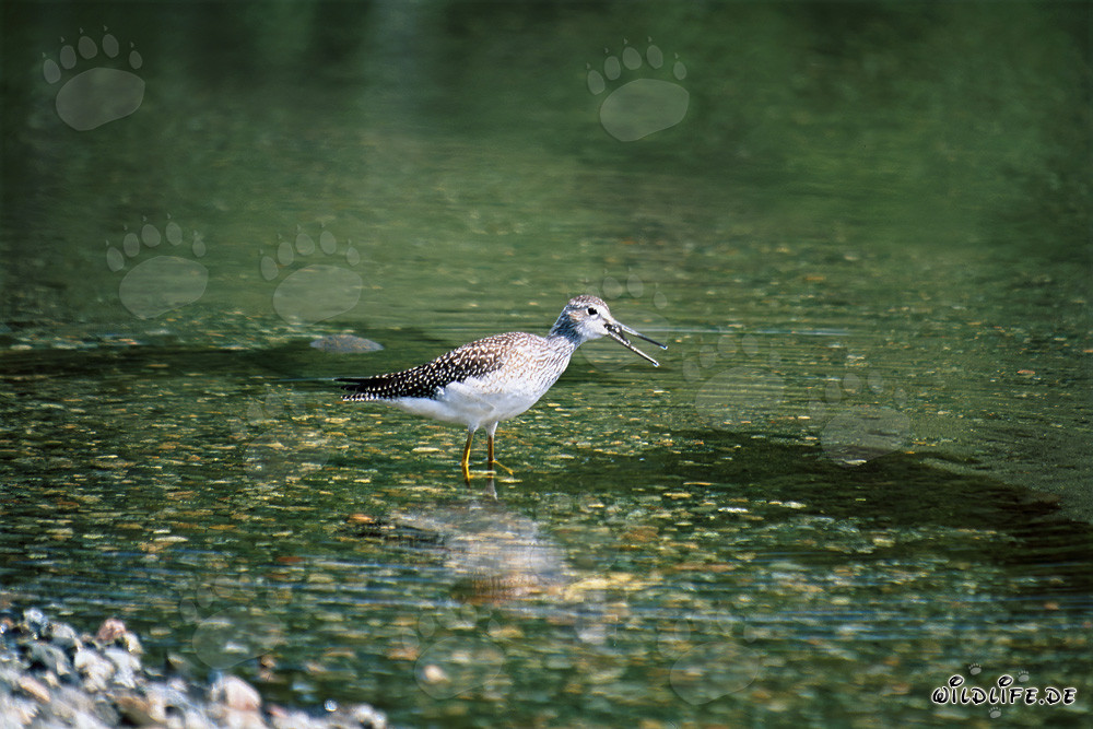 Majestic Greater Yellowlegs in the clear waters of Naknek Lake in Katmai, Alaska