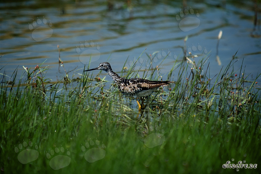 Bécasseau Grand Chevalier Amical dans la Nature Sauvage de l'Alaska